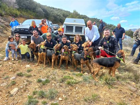 perros de jabali en venta|Perros de Rastro de Jabalí